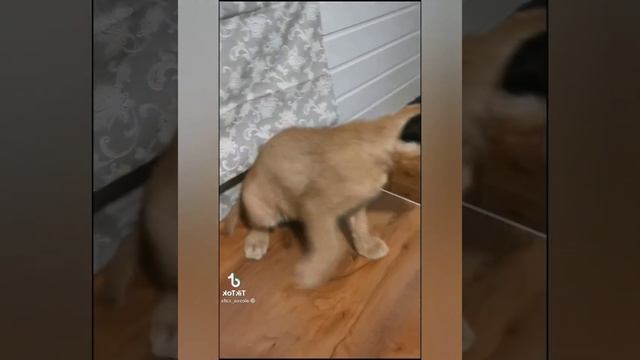 жизнь каракалов/большие кошки #2 смотреть онлайн