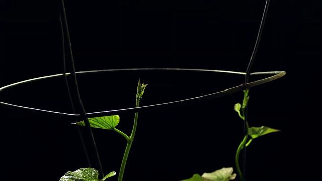 Mexican Petunia Info And Care | How To Grow And Care For Mexican Petunias