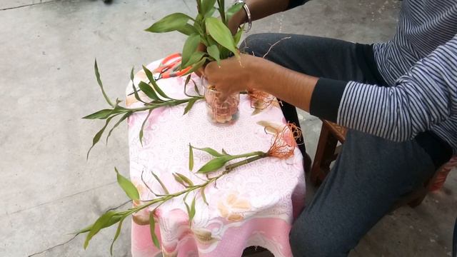 How to grow Lucky Bamboo (Dracaena sanderiana) in Water @ //Other Care Tips. 🌿 смотреть онлайн