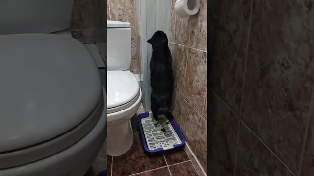 Как моя кошка ходит в туалет. смотреть онлайн
