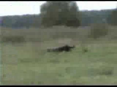 Hunting Of Sida