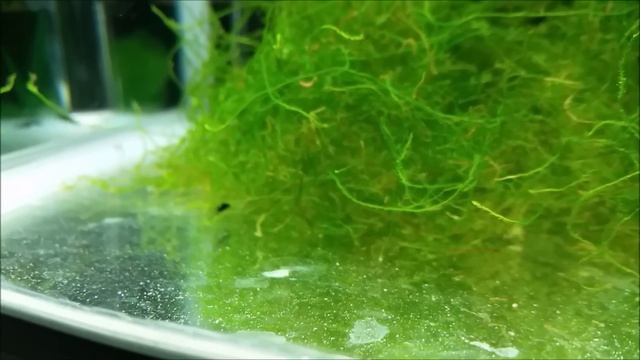 Breeding Setup For Mollies - Live Plants (hornwort, Java Moss) As Hiding Place For Newborn Molly Fr