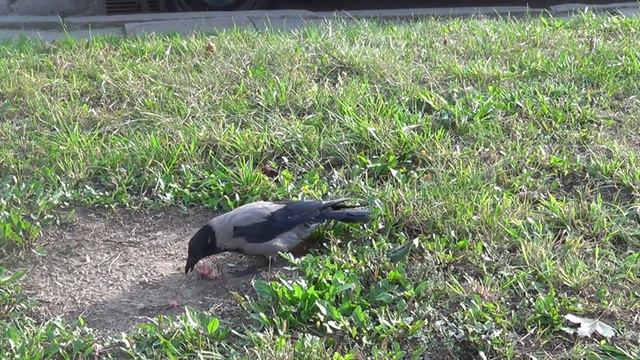 Ворона Гоша ест мясо! Вороны готовятся отнять смотреть онлайн