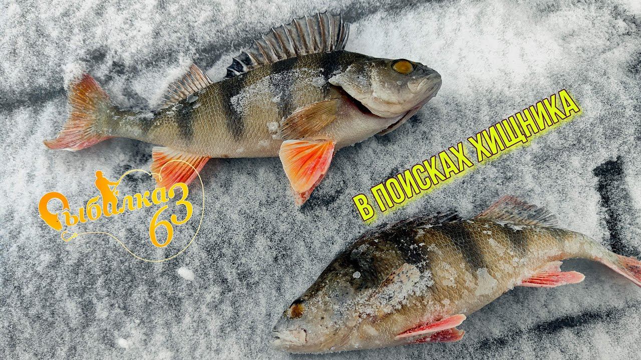 Вышли первый раз в 2024 году на лед в поисках хищника смотреть онлайн