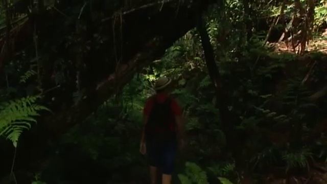 2 Сады мира - Влажный Лес смотреть онлайн