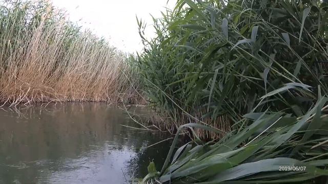 Ловля сома на крючки смотреть онлайн