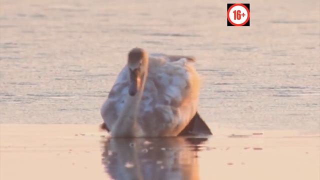 Топ 10 милых животных, которые могут вас убить. Дикие и домашние животные. смотреть онлайн