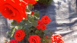 Роза Кардинал 85