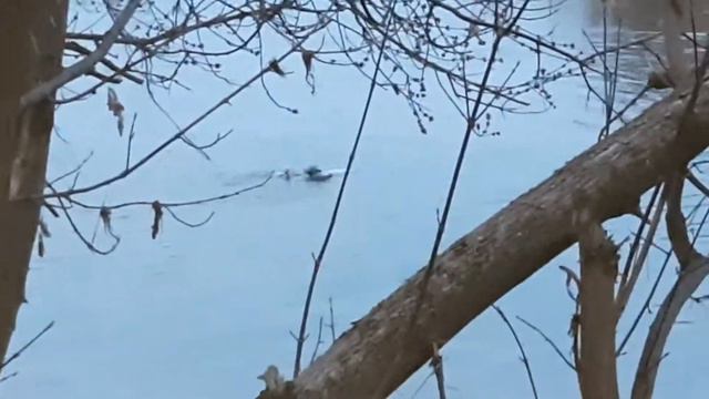 Утки дерутся на реке смотреть онлайн