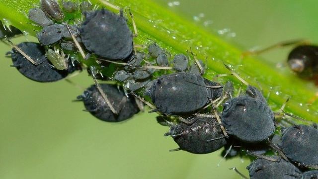 Не верила советам на ютубе, но ТЛЯ сыпалась на глазах. Дала им СОЛЬ с СОДОЙ и еще смотреть онлайн