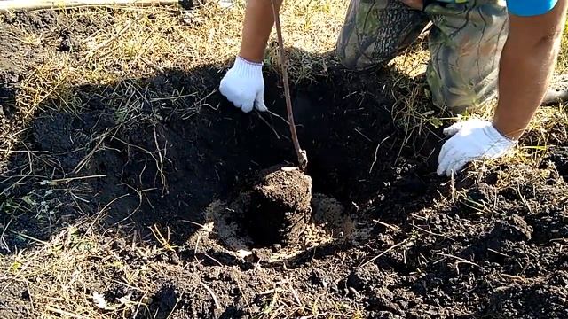 Как посадить черешню или другое плодовое дерево.Чтоб оно прижилось на нашем участке. смотреть онлайн