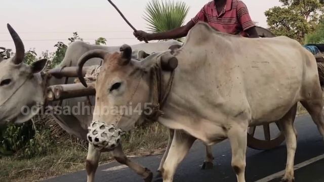 ମା ପେଟରେ ଥାଇ କିଏ ଅଭିଶପ୍ତ ହୋଇଥିଲେ / sadhu bani / jitu das sadhubani / aajira anuchinta / pravachan, смотреть онлайн