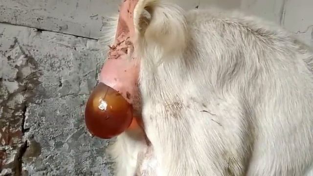 Окот козы Маруси. Коза рожает. #окоткозы #родыкозы смотреть онлайн