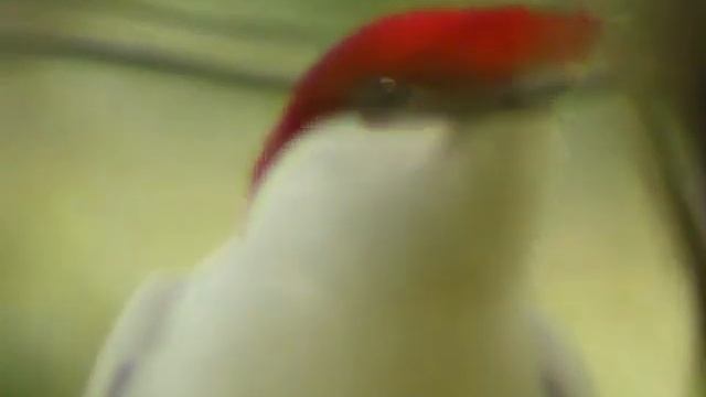 Araripe Manakin close up смотреть онлайн