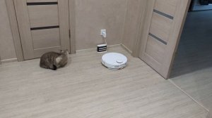 Робот-пылесос ругается матом