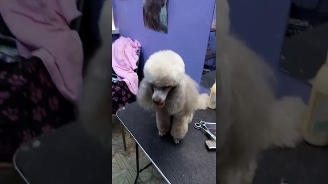 Пудель стрижка модерн. смотреть онлайн