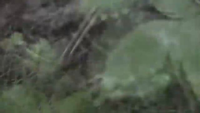 Евгений Манаенков / прогулка за грибами смотреть онлайн