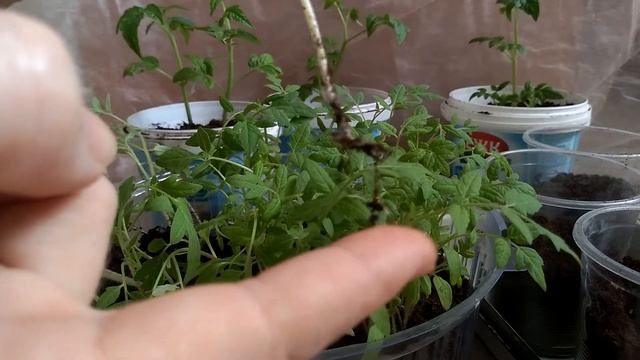 Пошаговая пикировка томатов смотреть онлайн
