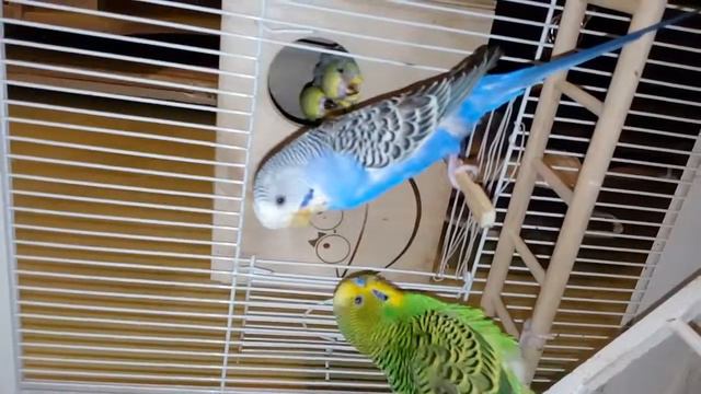 Птенцы волнистых с родителями. смотреть онлайн