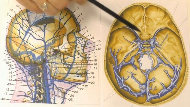 Жар в голове? Голову бросает в жар? Почему горячая голова? Расскажет невролог смотреть онлайн