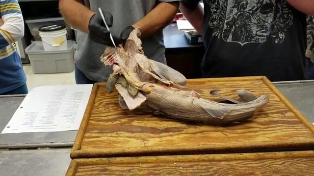 Squalus acanthias (spiny dogfish) circulatory system pt. 1 смотреть онлайн