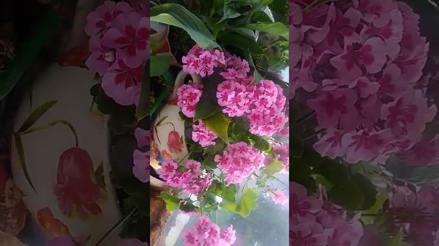 Герань двухцветная, водопад цветущей пеларгонии смотреть онлайн