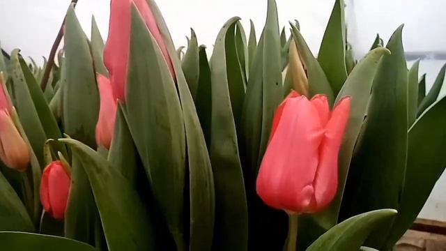 Выгонка тюльпанов 😍🥰🤩 27 февраля 2023 года смотреть онлайн