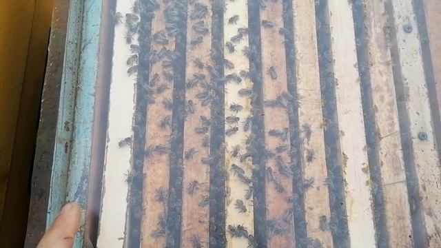 Масштабный эксперимент. Зимовка пчел ч 3. смотреть онлайн