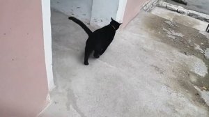 Черный котик мяукает, когда я его глажу