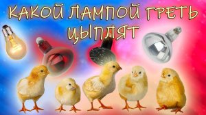 Лампа для брудера. Какую выбрать - сравнение, плюсы и минусы