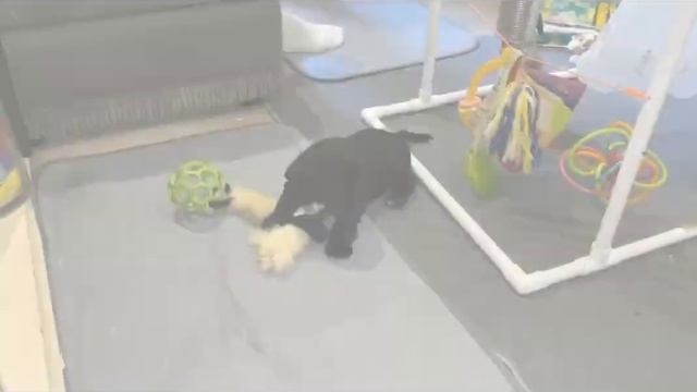 Helianthemum Card Games Litter 2021 смотреть онлайн