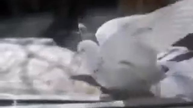 Голубиные разборки на окне смотреть онлайн