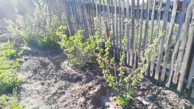 Влог. Покрасили домик. Дача. смотреть онлайн