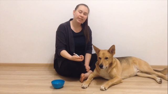 Как приучить взрослую собаку или щенка стричь когти? ✔Приучаем к когтерезу! смотреть онлайн