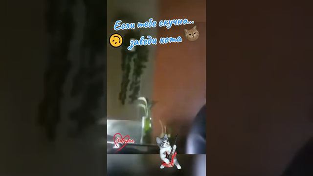 Если вам скучно, то заведите себе кота или кошку! смотреть онлайн