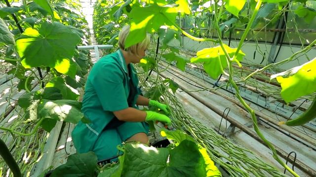 Сделано в Кузбассе HD: Выращивание огурцов в теплице смотреть онлайн