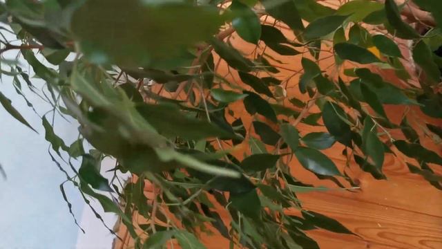 Ficus Benjamin смотреть онлайн