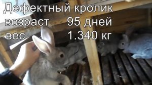 родственное спаривание кроликов инбридинг 3 месяца вес кроликов часть 6