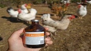 АСД фракция 2: инструкция по применению для кур