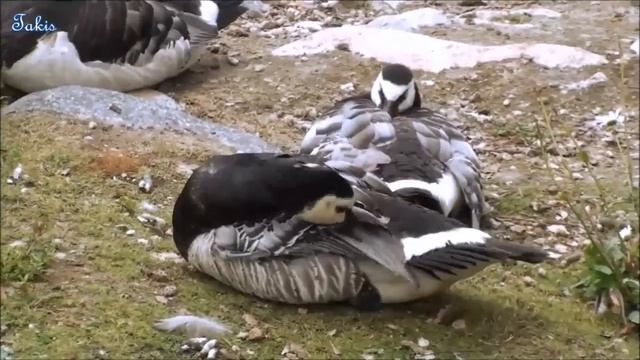 Skansen open-air museum, Stockholm - Sweden смотреть онлайн