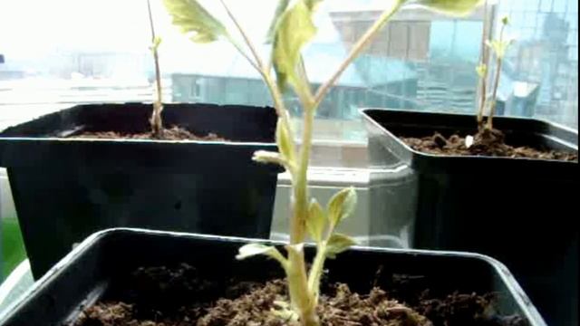 Клематисы. Саженцы. Колорлайн смотреть онлайн