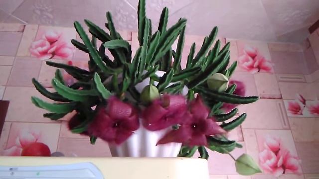 Шикарное цветение Стапелии смотреть онлайн