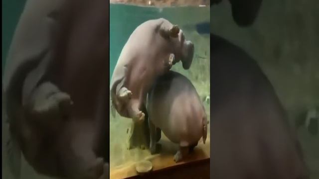Бегемоты под водой смотреть онлайн