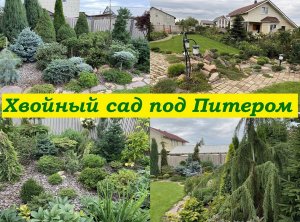 Хвойный сад под Питером. В саду у Светланы