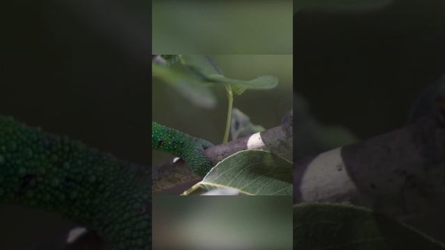 Мастер маскировки. Хамелеон смотреть онлайн