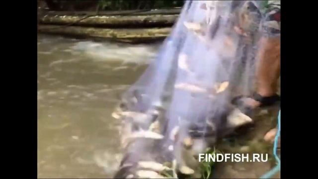 Кастинговая сеть FindFish. 8-800-302-7470 смотреть онлайн