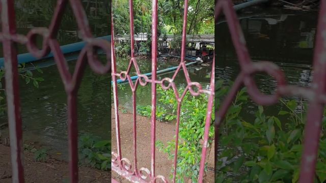 вараны в парке люмпини в Бангкоке смотреть онлайн