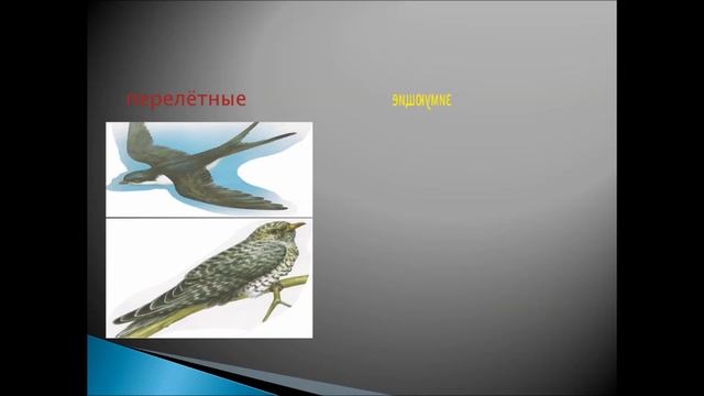 Видеоурок по окружающему миру. Тема: "Как помочь птицам зимой?". Учитель: Галлямова Лилия Забитовна смотреть онлайн