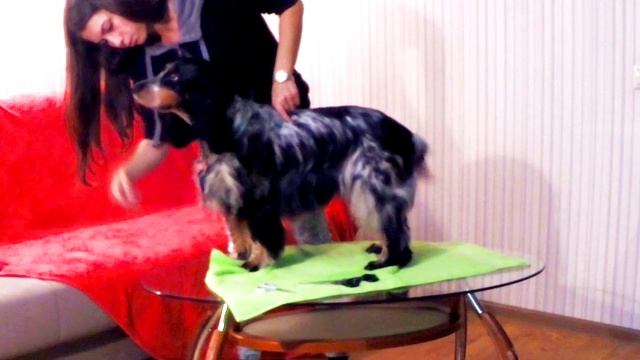 LukeDog груминг. Комплексный уход за вашим питомцем. смотреть онлайн