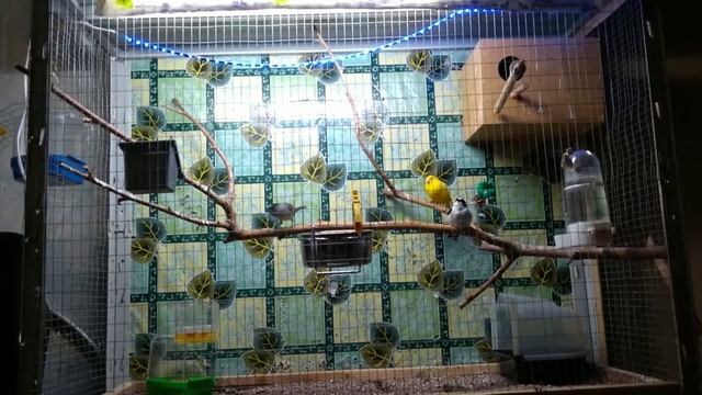 Пение мухоловки-белошейки смотреть онлайн